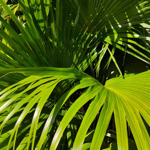 肏肥婆骚逼视频
