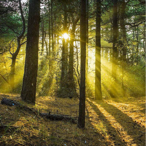 青青草手机在线观看
